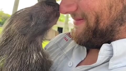 Porcupine Kisses Are The BEST! This video was taken