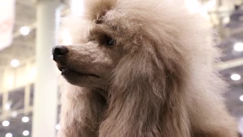 apricot poodle with beautiful hairstyle