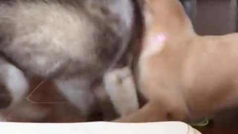 This cat is old fashioned, he overwhelmed 2 dogs