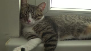 Cute Kitten Stretches when I Touch His Nose