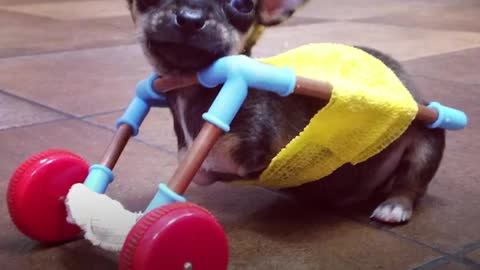 Tiniest Puppy Loves To Race Around On His Wheels - The Dodo Little But Fierce