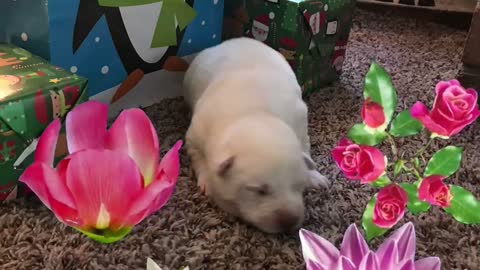 Pure White Siberian Husky puppy for Christmas 2020