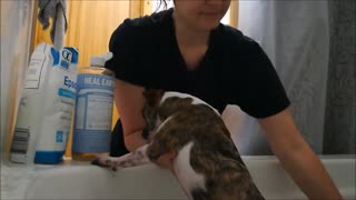 Puppy's First Bath