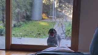 Dog with mouth pressed against glass