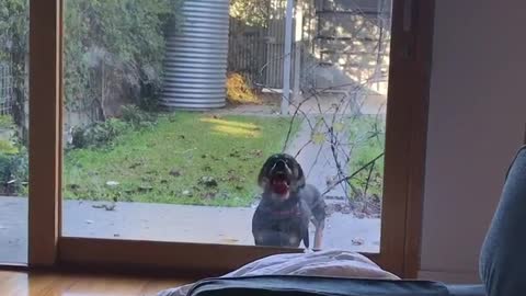 Dog with mouth pressed against glass