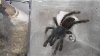 Avicularia avicularia M6 Wrapping Up Eggsac