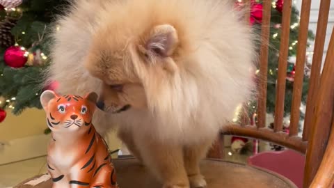 Pomeranian Dog on Chair with Tiger Figurine in Front of Christmas Tree