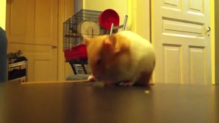 Big hamster cheeks with spaghetti hd