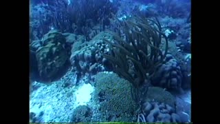 March 1 1995 Bonaire Windjammer Dive