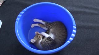 Funny Cat Chases His Tail in a Basin