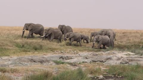 Herd of Elephants Strolling at Seregenti