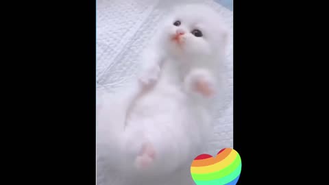 Cute cats funny full masti video