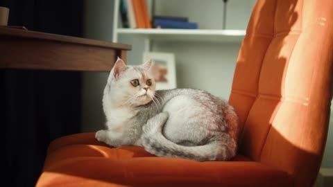 Cat sitting on chair in living room. Domestic animal at home