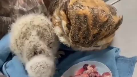 Feeding an orphan owl