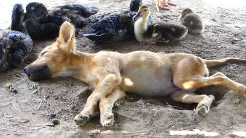 Lazy sleeping ! cute animals _ Lazy sleep dog and kittens ,poor animals