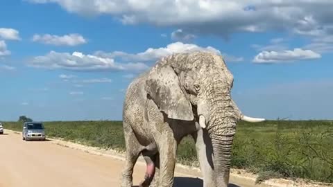 Big elephant just alone