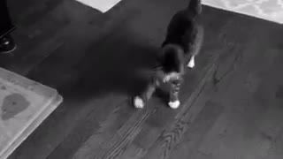 Black and white video of cat jumping and flipping around ball