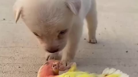 Dog kissing a parrot so lovely there❤️My love cute puppy🥰Cute Dog love😘Dog and parrot funny video