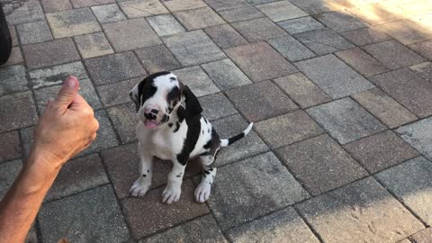 Great Dane puppy's first experience with chicken
