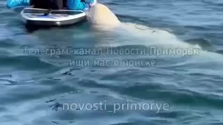 Beluga whale making friends so cool