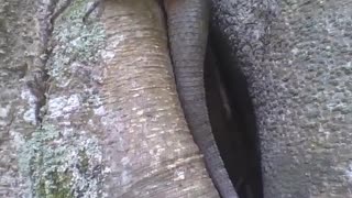 Filming a large gecko on the tree, starting from the tail to the head! [Nature & Animals]