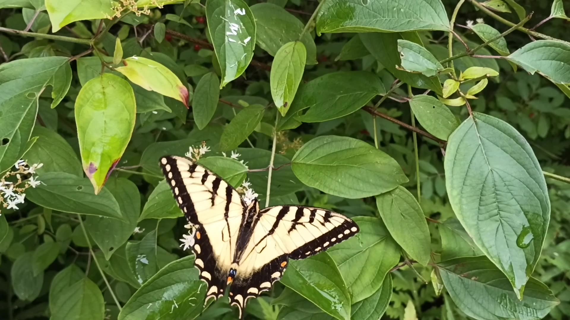 Swallowtail Butterfly