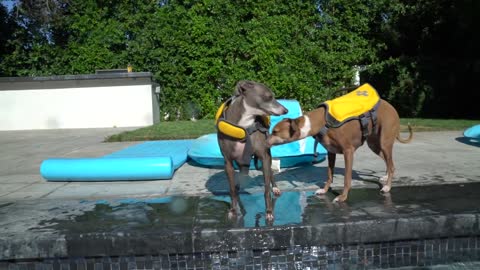How to train your dogs to swim