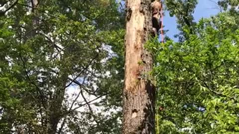 dead tree removal || 90 ft oak tree || don't try this at home
