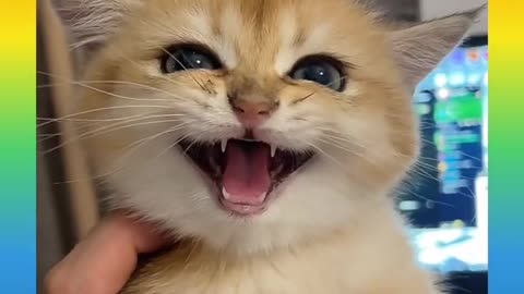 Cute and funny cat video