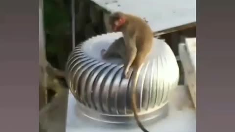 Monkey playing time