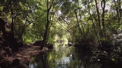 Forest stream in the sunlight