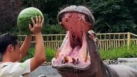A boy is feeding big fruit to Animal