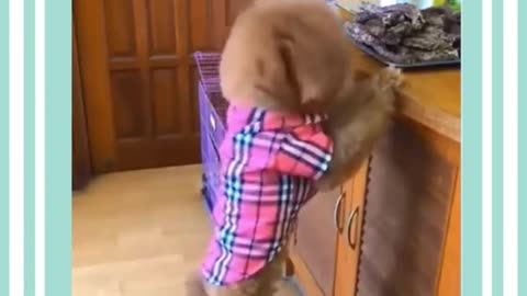 Cute and Funny Dogs Videos symae