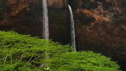 🌳😍 Kauai showing off. Real Nature🐾