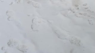Dog playing in snow outside