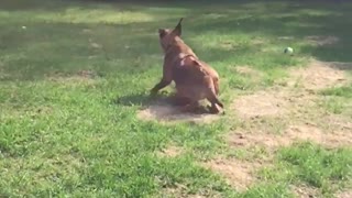 Dog Fails To Catch A Ball Due To His Poor Coordination