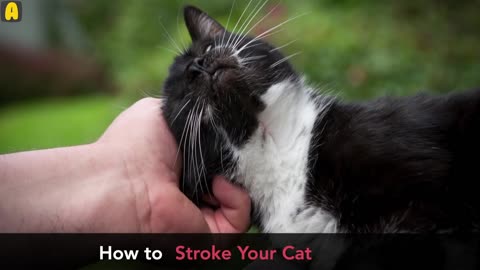 BODY LANGUAGE OF YOUR CATS, UNDERSTAND THEM.