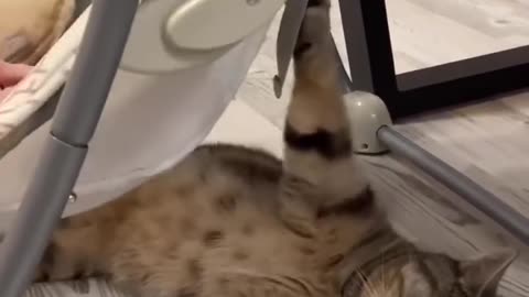 Cat helping baby