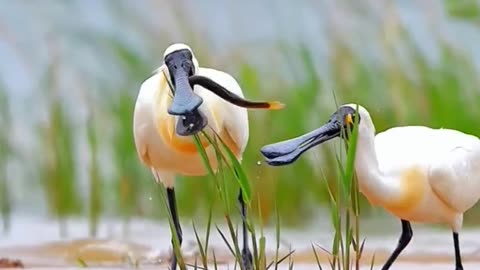 Spoonbill amazing birds