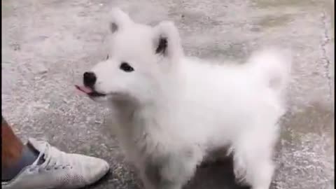 Cutest Dog Videos 2021