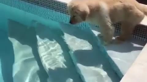 Adorable cute dogy going for a swim