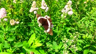 White Admiral Butterfly