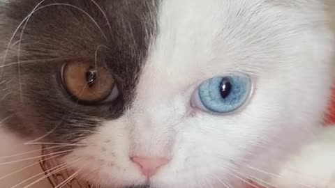 Up Close with the Charming British Shorthair Kitten