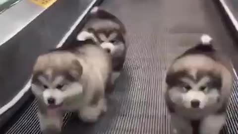 Puppy Walk on Escalator " Pet to love