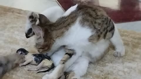 Cat giving birth