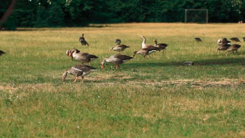 merganser-duck-diving-bird-animal