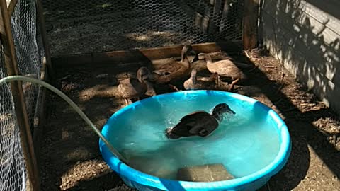 Khaki Campbell ducks enjoying the fresh water