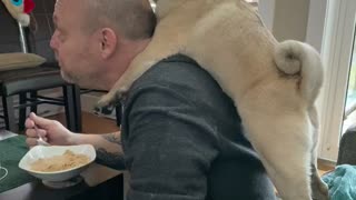 Pug Cleans Dad's Bald Head