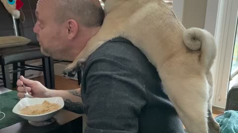 Pug Cleans Dad's Bald Head