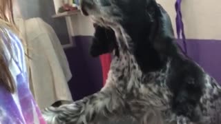 Black and white dog with long ears taps on owners arm for attention